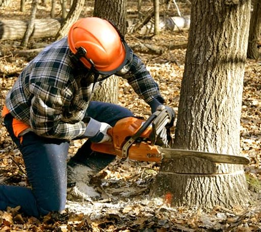 Tree Removal in Claude, TX
